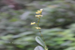Sirhookera latifolia